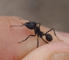 Acromyrmex lobicornis