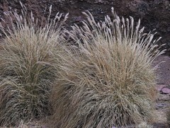 Cortaderia speciosa