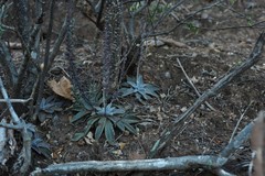 Thompsonella minutiflora