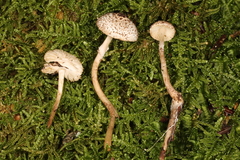 Lepiota felina