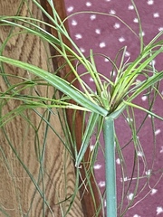 Cyperus papyrus