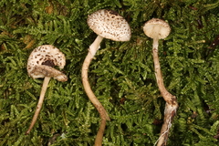 Lepiota felina