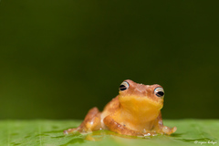 Raorchestes luteolus