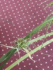 Cyperus papyrus