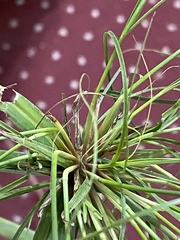 Cyperus papyrus