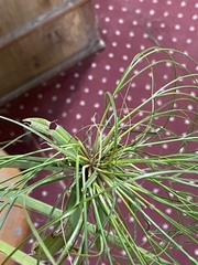Cyperus papyrus