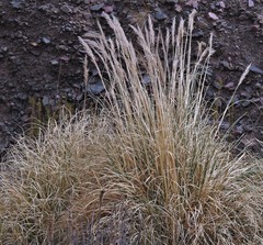 Cortaderia speciosa