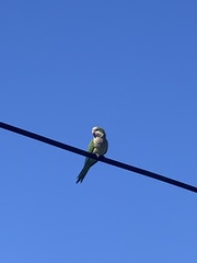 Myiopsitta monachus