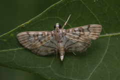 Tabidia