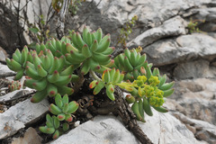 Sedum corynephyllum