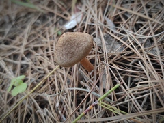 Inocybe