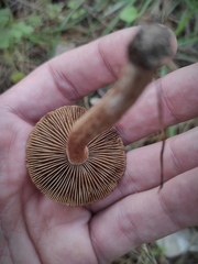 Inocybe