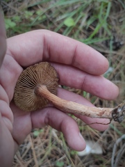 Inocybe