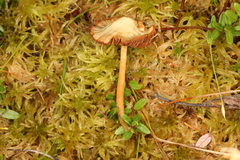 Galerina tibiicystis