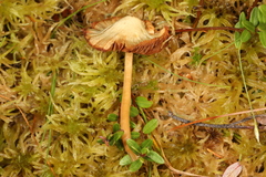 Galerina tibiicystis