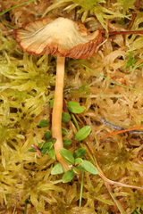 Galerina tibiicystis