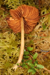 Galerina tibiicystis