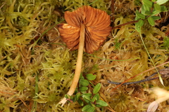 Galerina tibiicystis