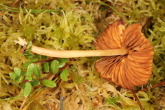 Galerina tibiicystis