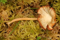 Galerina tibiicystis