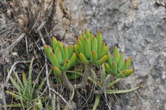 Sedum corynephyllum