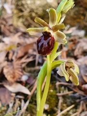 Ophrys sphegodes massiliensis