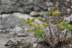 Sedum corynephyllum