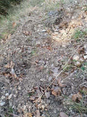 Ophrys sphegodes massiliensis