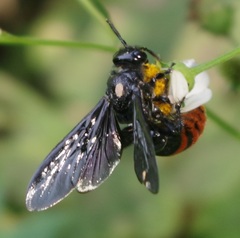 Colpacampsomeris indica