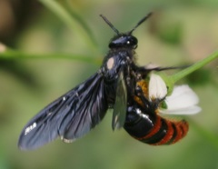 Colpacampsomeris indica