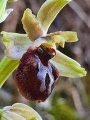 Ophrys sphegodes massiliensis