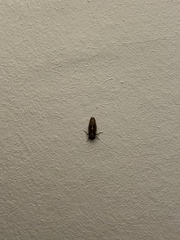 Auchenorrhyncha