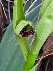 Ophrys sphegodes massiliensis