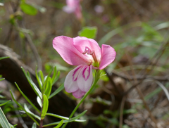 Gladiolus triphyllus
