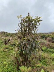 Miconia robinsoniana