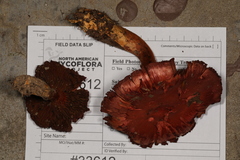 Cortinarius harrisonii