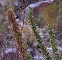 Baccharis grisebachii