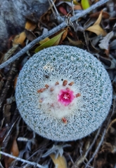 Epithelantha unguispina
