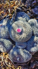 Epithelantha unguispina