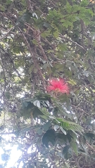 Calliandra medellinensis