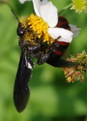 Colpacampsomeris indica