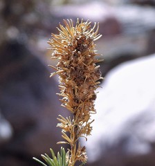 Baccharis grisebachii