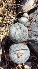 Epithelantha