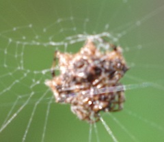 Thelacantha