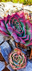 Echeveria cuspidata