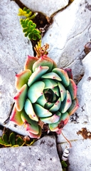 Echeveria cuspidata