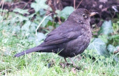 Turdus merula
