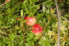 Exobasidium rostrupii