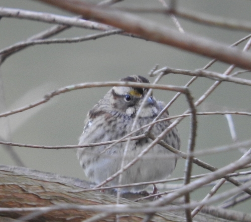 White-throated Sparrow photographed in Louisiana