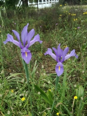 Iris xiphium